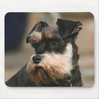 miniatyrschnauzer musmatta