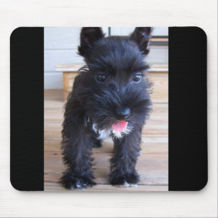 MiniatyrSchnauzer Musmatta