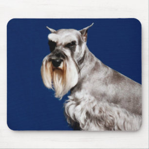 MiniatyrSchnauzer Musmatta