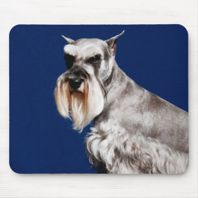MiniatyrSchnauzer Musmatta (Framsidan)