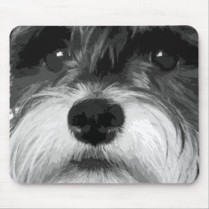 MiniatyrSchnauzer Musmatta