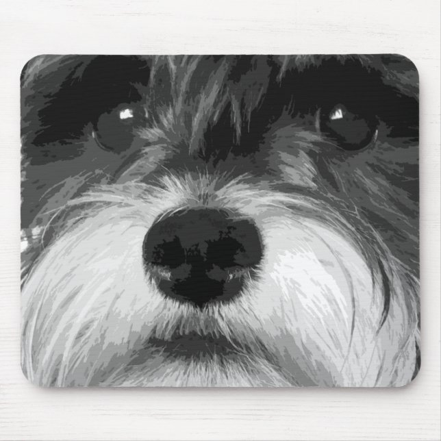 MiniatyrSchnauzer Musmatta (Framsidan)