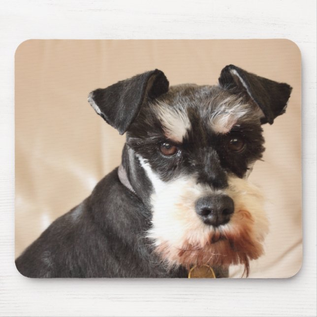 miniatyrschnauzer musmatta (Framsidan)