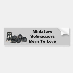 MiniatyrSchnauzerbildekal Bildekal