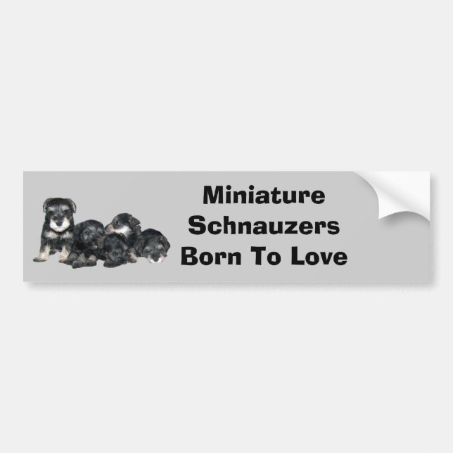 MiniatyrSchnauzerbildekal Bildekal (Framsidan)