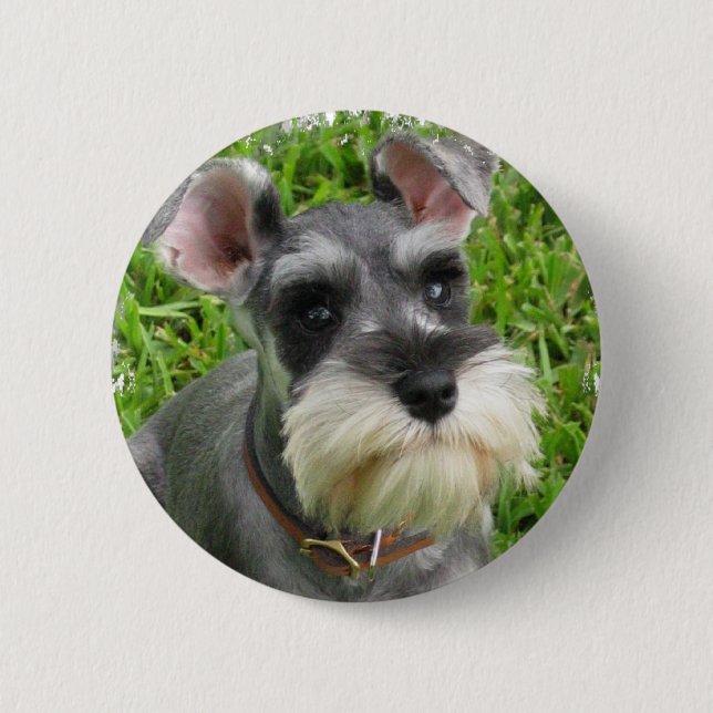 Miniatyrschnauzeren knäppas knapp (Framsida)