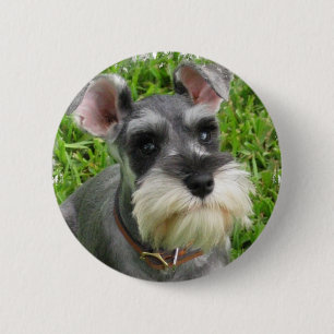 Miniatyrschnauzeren knäppas knapp
