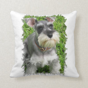 Miniatyrschnauzeren kudder kudde