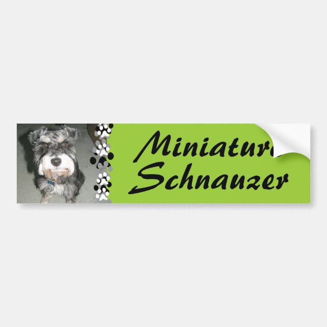 MiniatyrSchnauzerfoto Bildekal (Framsidan)