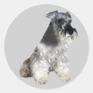MiniatyrSchnauzerklistermärke Runt Klistermärke