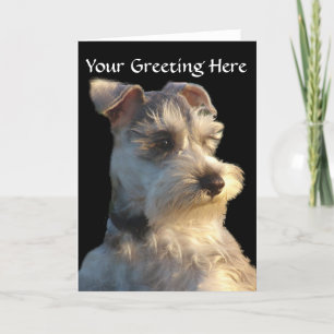 MiniatyrSchnauzerkort Kort