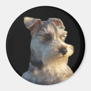 MiniatyrSchnauzermagnet Magnet