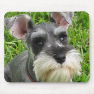 MiniatyrSchnauzermusen vadderar Musmatta