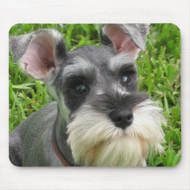MiniatyrSchnauzermusen vadderar Musmatta (Framsidan)