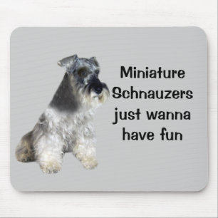 MiniatyrSchnauzers önskar precis att ha roliga Musmatta