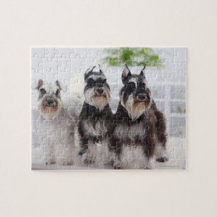 MiniatyrSchnauzers som står på kanten av bord Pussel