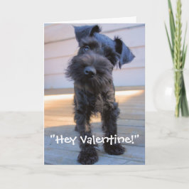 MiniatyrSchnauzervalentin kort för dag