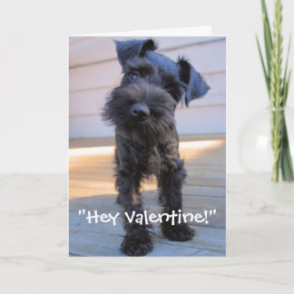 MiniatyrSchnauzervalentin kort för dag