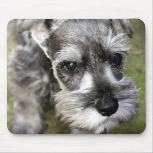MiniatyrSchnauzervalp Mousepad Musmatta