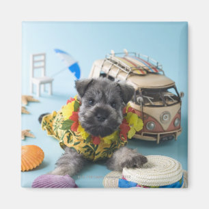 MiniatyrSchnauzervalp och sommarsemester Magnet