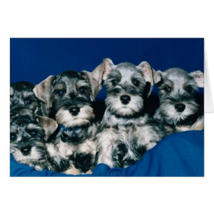 MiniatyrSchnauzervalpar Hälsningskort