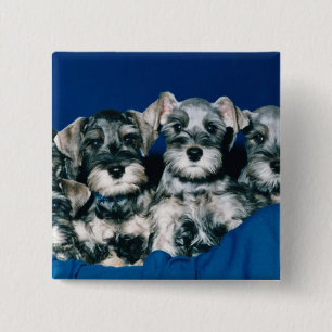 MiniatyrSchnauzervalpar Knapp
