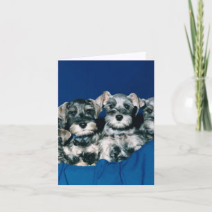 MiniatyrSchnauzervalpar Kort