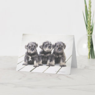 MiniatyrSchnauzervalpar Kort