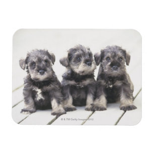 MiniatyrSchnauzervalpar Magnet