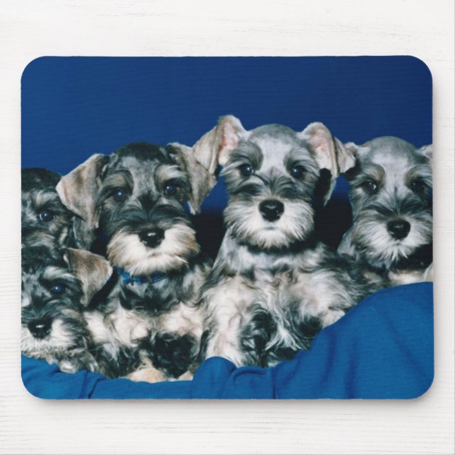 MiniatyrSchnauzervalpar Musmatta (Framsidan)