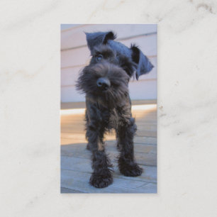 MiniatyrSchnauzervisitkort - #3 Visitkort
