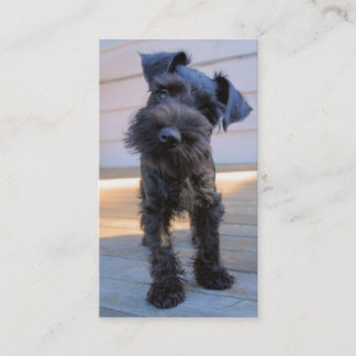 MiniatyrSchnauzervisitkort - #3 Visitkort