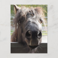 Minidator Pony Peering over Fence Postcard