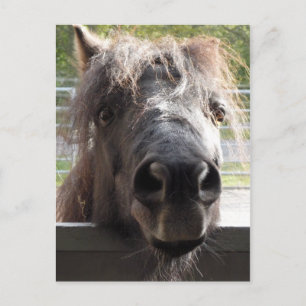 Minidator Pony Peering over Fence Postcard Vykort