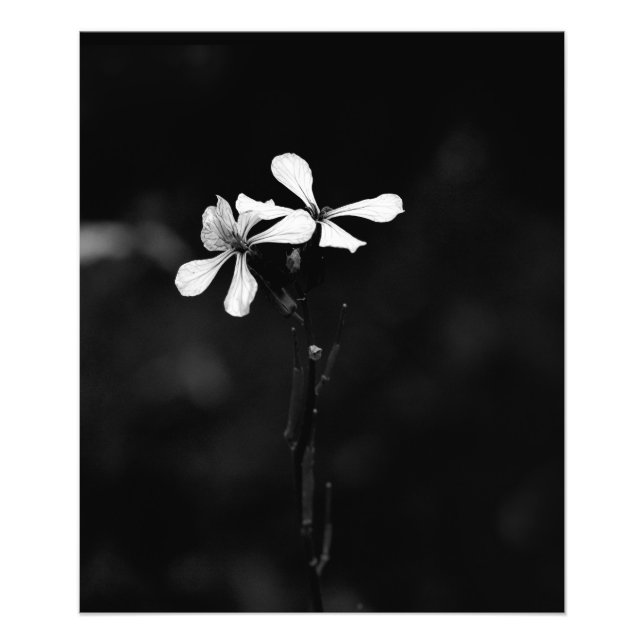 minimal svart och vit blom- fototryck (Framsidan)