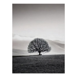Minimalist Solitary Tree Landscape | Black & White Perfect Poster