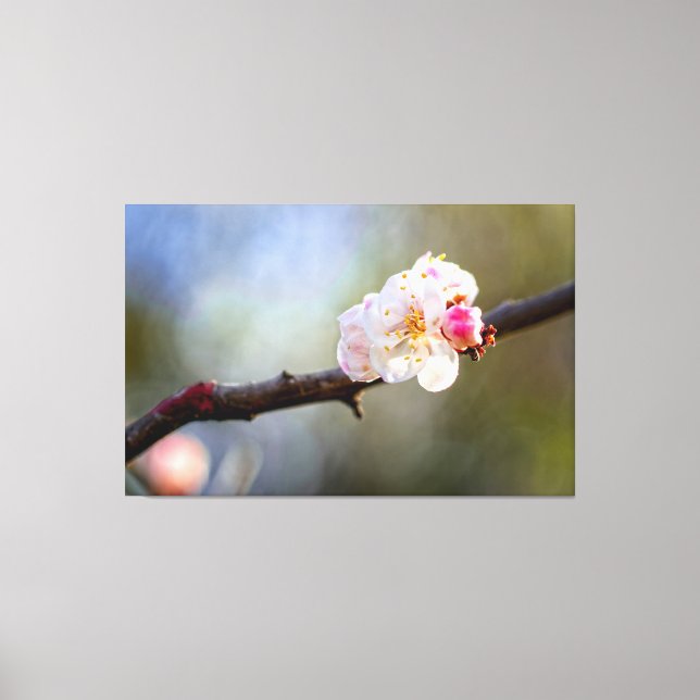 Minimalistisk bild av japansk aprikos i bloom (Framsida)