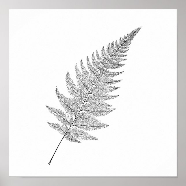 Minimalistisk botanisk tryck: Elegant fraktal ormb Poster (Framsidan)