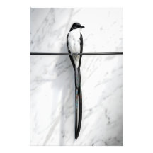 Minimalistisk Fågel på Tråd Fotografi