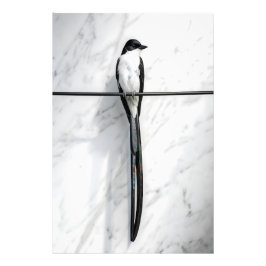 Minimalistisk Fågel på Tråd Fotografi