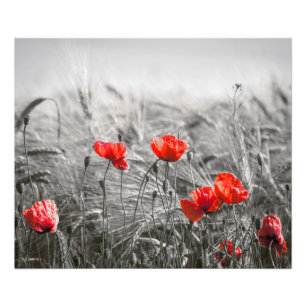 Minimalistisk foto av orange Poppy Flower Fält