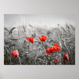 Minimalistisk foto av orange Poppy Flower Fält Poster