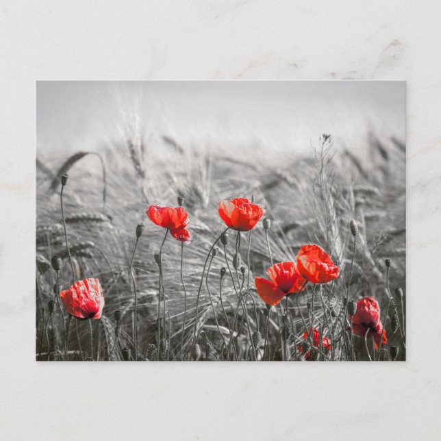 Minimalistisk foto av orange Poppy Flower Fält Vykort (Framsida)