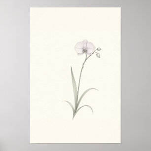 Minimalistisk orkidé botanisk skiss väggkonst