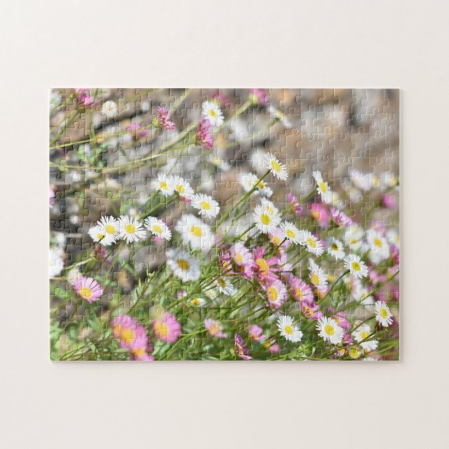 MiniRosa Vita Daisy Daisy Blomningstyp Pussel (Horisontell)