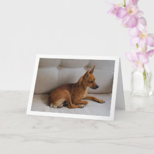 Ministern Pinscher Porträtt Kort
