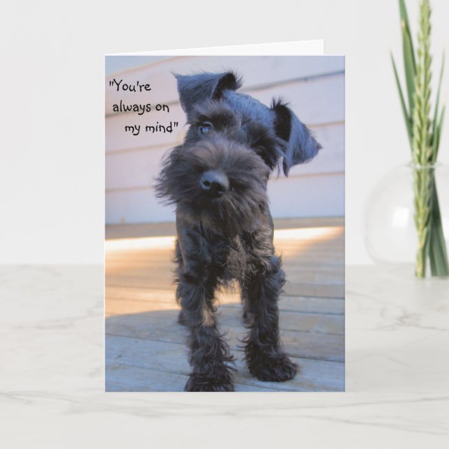 Ministern Schnauzer Puppy Greeting Card Kort (Framsida)