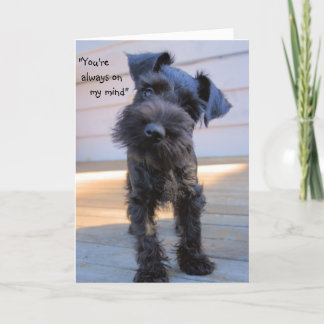 Ministern Schnauzer Puppy Greeting Card Kort