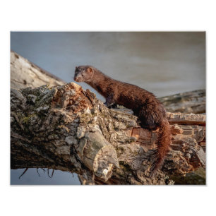 Mink för amerikan 14x11 fototryck