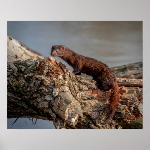 Mink för amerikan 20x16 poster